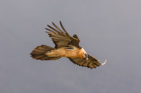 Bearded Vulture Release Point Melchsee-Frutt